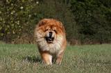 CHOW CHOW 459